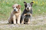 BOUVIER AUSTRALIEN 221